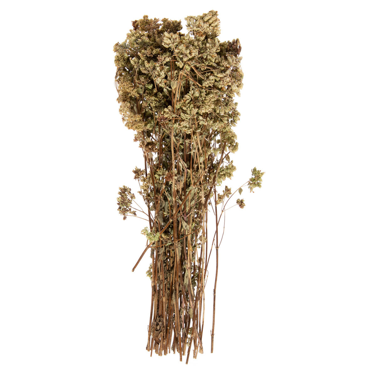 Wholesale Delizie Di Calabbria Bunch Wild Oregano 50 GR- Bulk