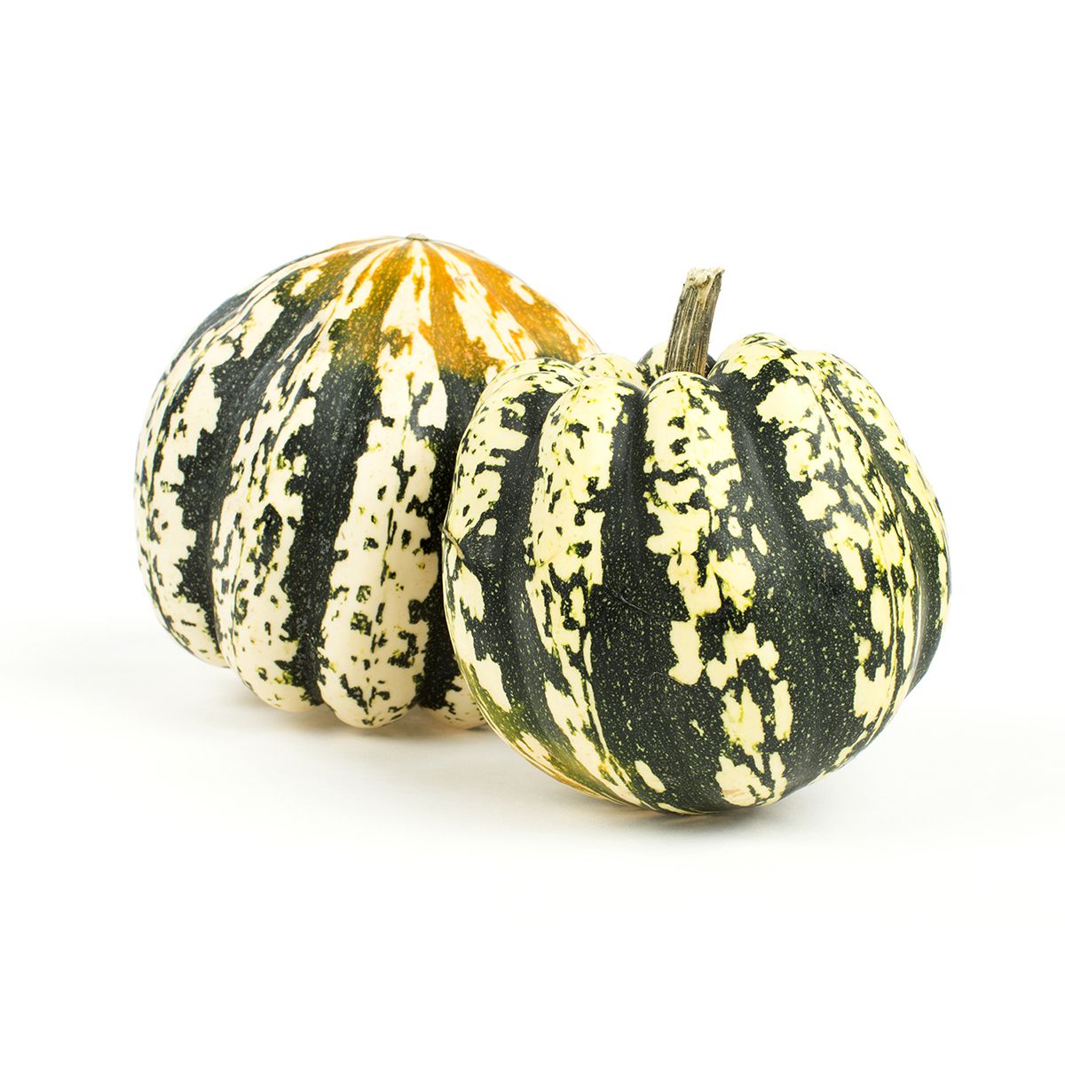 Wholesale BoxNCase Carnival Squash-35 LB Bulk