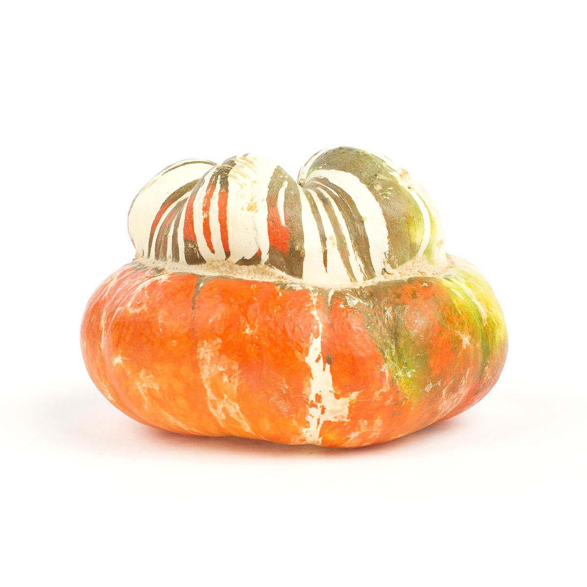 BoxNCase Turban Squash