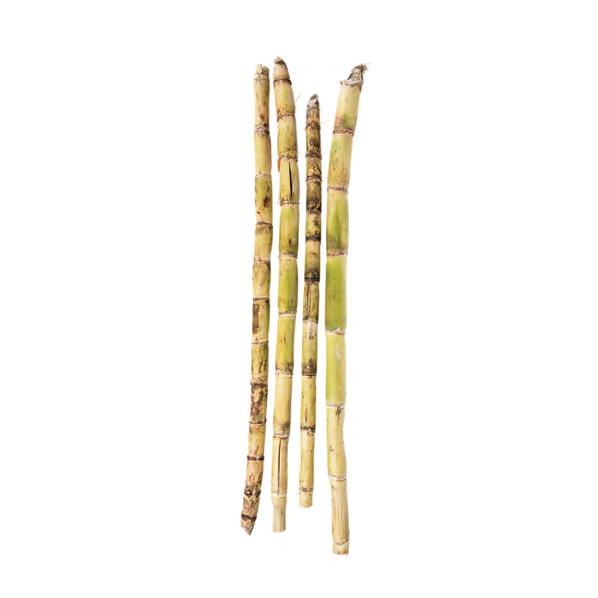 Wholesale BoxNCase Sugar Cane- Bulk