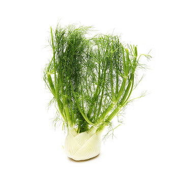 Packer Anise Fennel 24count