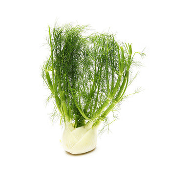 Wholesale Packer Anise Fennel- Bulk