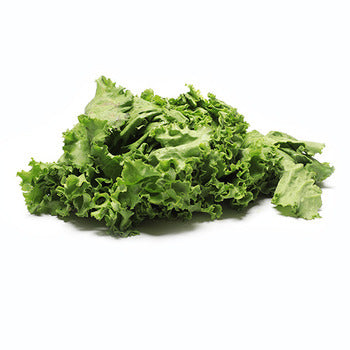 Wholesale Packer Green Leaf Lettuce 24count-1ct Case Bulk