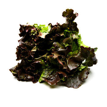 Wholesale Packer Red Leaf Lettuce- Bulk