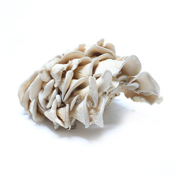 Wholesale Packer Oyster Mushrooms 3lb-1ct Case Bulk