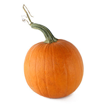 Wholesale Packer Sugar Pumpkins Local- Bulk