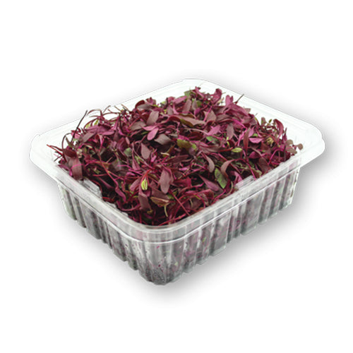 Wholesale Flavour Fields Bull's Blood Microgreens 8oz-1ct Case Bulk