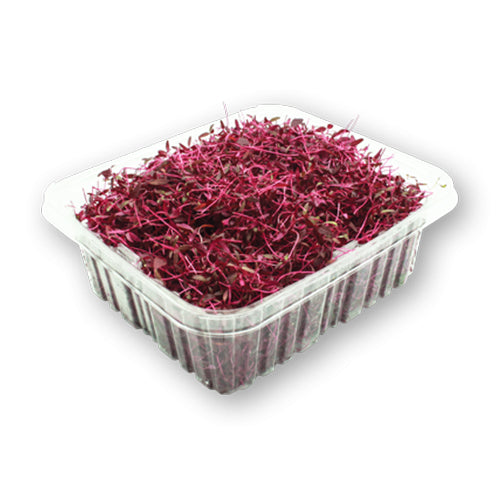 Wholesale Flavour Fields Red Amaranth Micro Greens 4oz-1ct Case Bulk