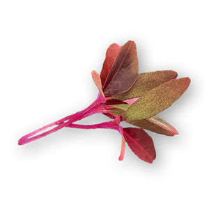 Wholesale Flavour Fields Red Amaranth Micro Greens 4oz-1ct Case Bulk