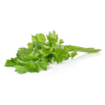 Wholesale Packer Cilantro 60count-1ct Case Bulk