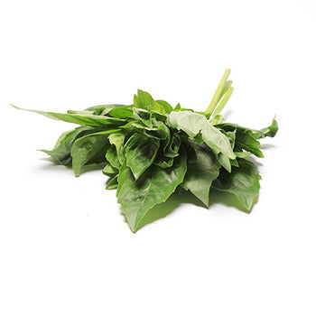 Wholesale Packer Cut Tops Basil 1lb-1ct Case Bulk