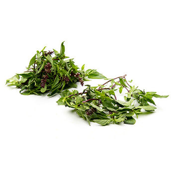 Wholesale Packer Thai Basil 4oz-1ct Case Bulk