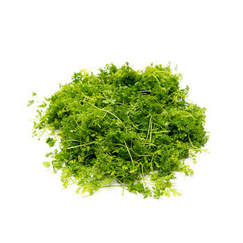 Packer Chervil 4oz