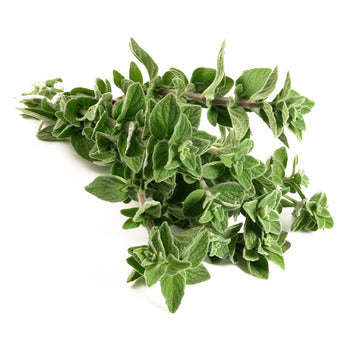 Wholesale Packer Oregano 4oz-1ct Case Bulk