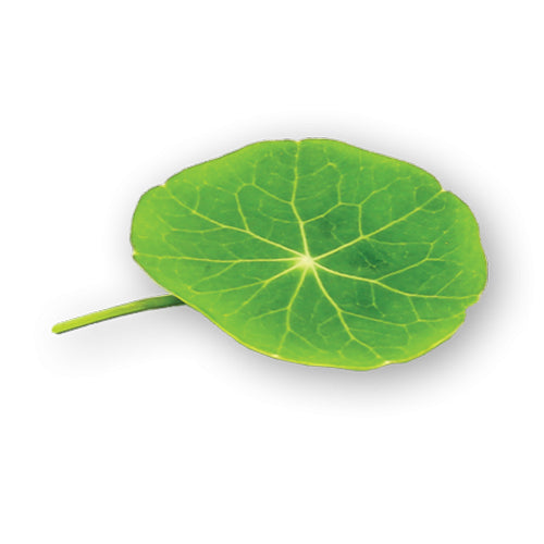 Wholesale Flavour Fields Nasturtium Leaves 50count-1ct Case Bulk