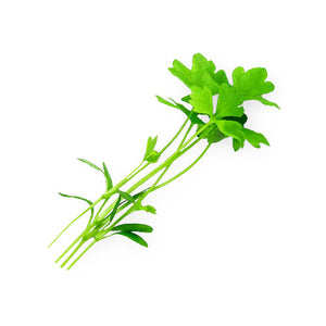 Wholesale Packer Celery Microgreens 4oz-1ct Case Bulk