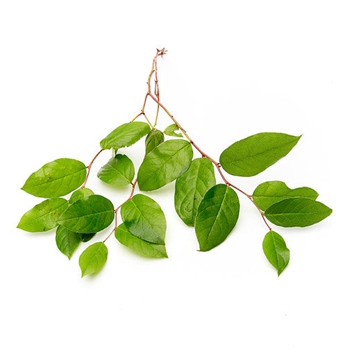 Wholesale Packer Lemon Salal Tip Leaves 5count-1ct Case Bulk