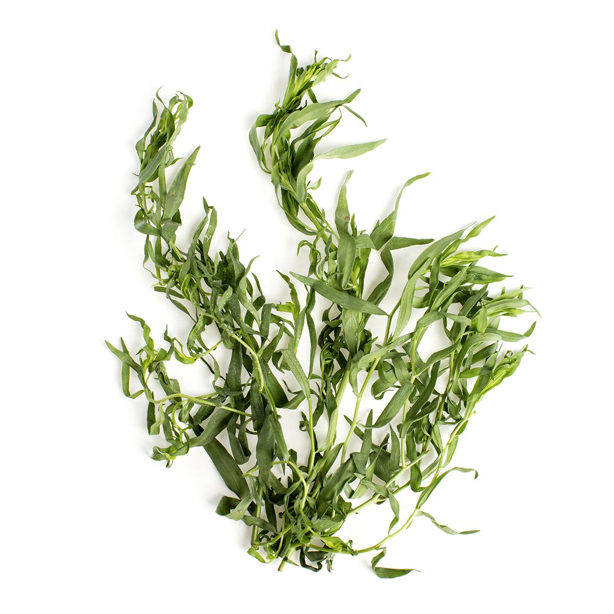 Wholesale BoxNCase Tarragon- Bulk