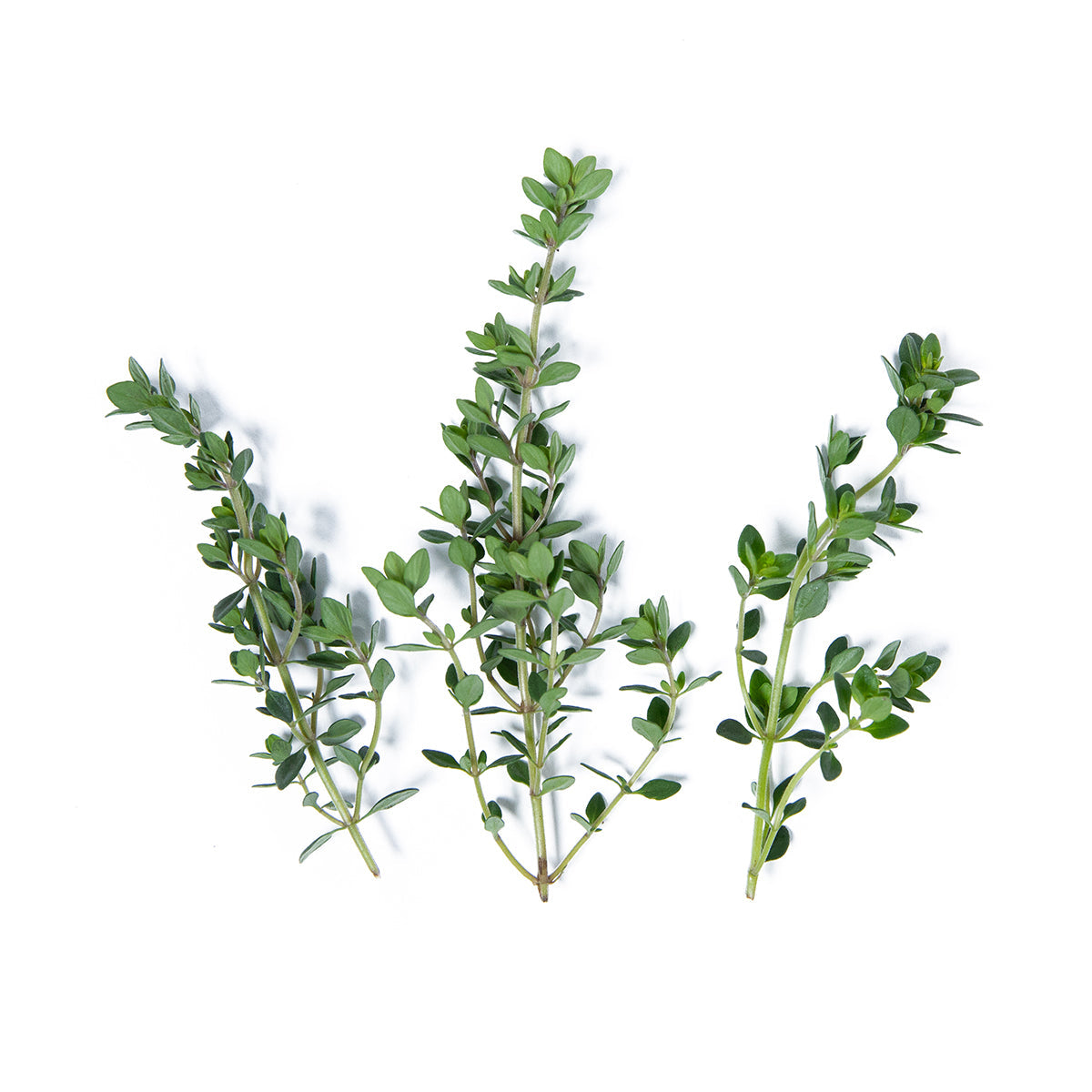 Wholesale Girl & Dug Farm Lemon Thyme- Bulk