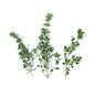 Wholesale Girl & Dug Farm Lemon Thyme- Bulk