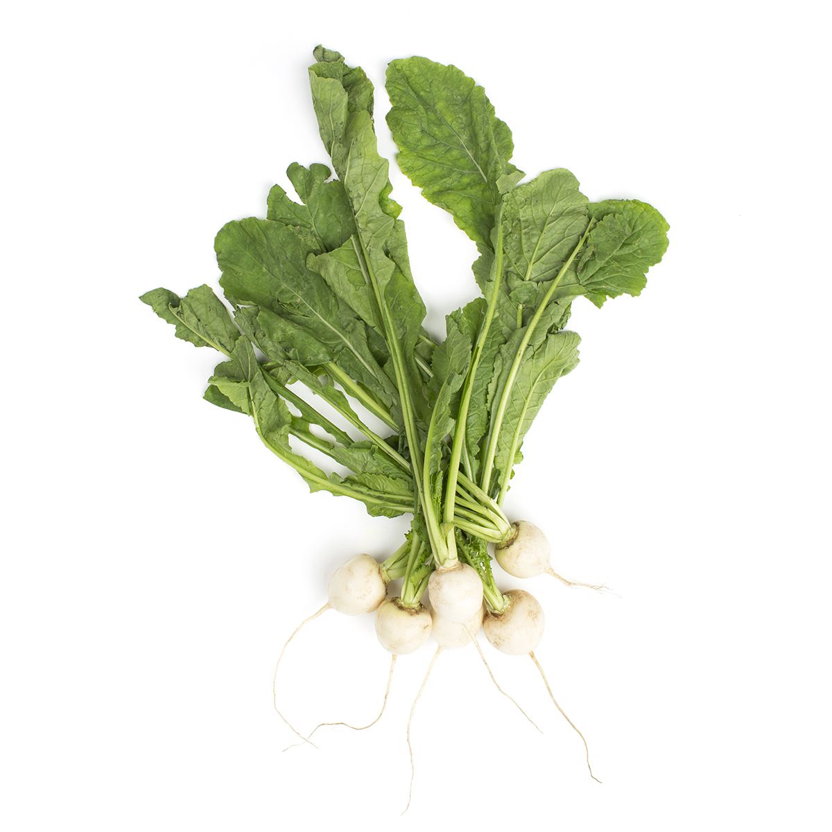 Wholesale BoxNCase Baby Turnips- Bulk