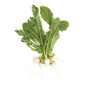 Wholesale BoxNCase Baby Turnips- Bulk