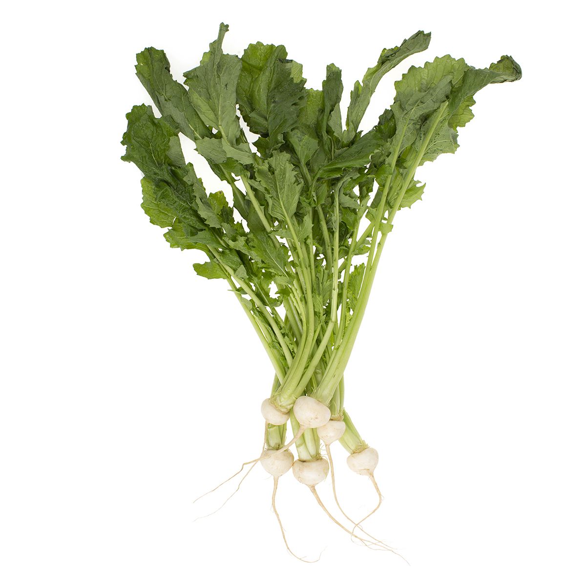 Wholesale Lancaster Farm Fresh Organic Baby Hakurei Turnips- Bulk