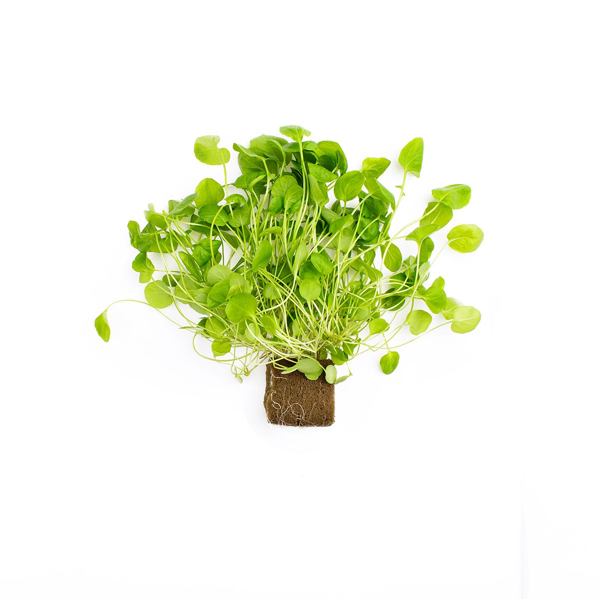 Wholesale BoxNCase Upland Cress- Bulk