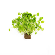 Wholesale BoxNCase Upland Cress- Bulk