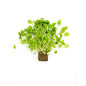 Wholesale BoxNCase Upland Cress- Bulk