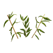Wholesale BoxNCase Organic Lemon Verbena- Bulk
