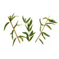 Wholesale BoxNCase Organic Lemon Verbena- Bulk