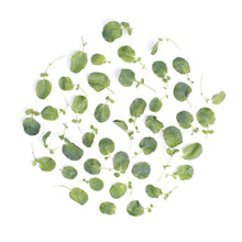 Wholesale B&W Baby Watercress 1.5 lb- Bulk