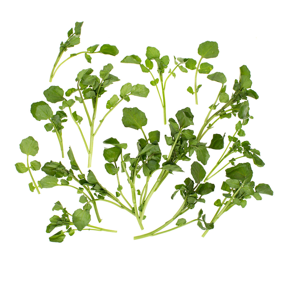 Wholesale B&W Bunched Watercress-6 CT Bulk