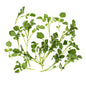 Wholesale B&W Bunched Watercress- Bulk