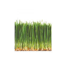 Wholesale Perfect Foods Organic Wheatgrass Tray- Bulk