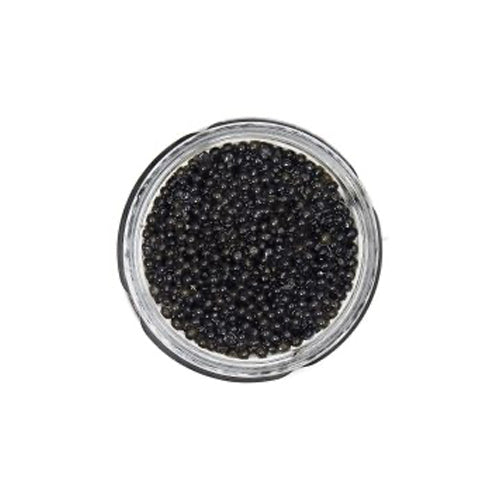 Sasanian Premium Sturgeon Caviar 17.5oz