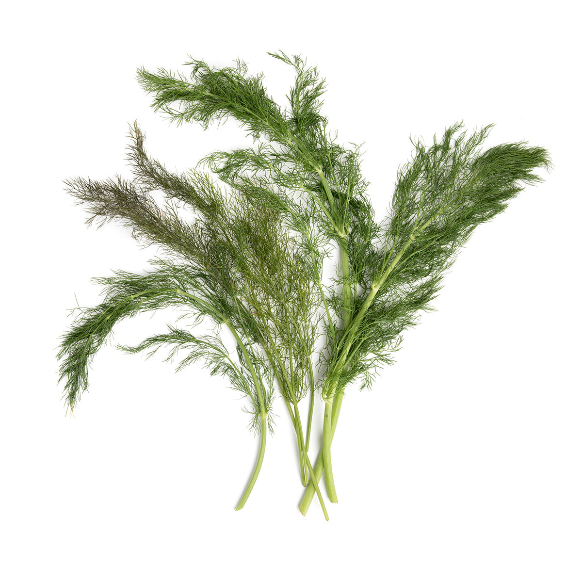 Norwich Meadows Farm Organic Bronze Fennel