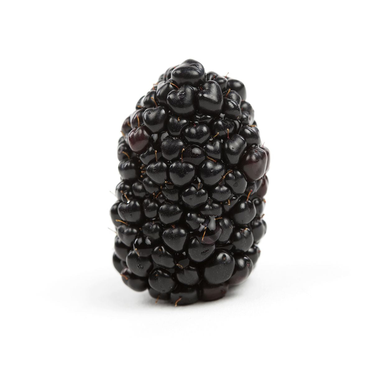 Wholesale Driscoll'S Organic Blackberries 6 OZ- Bulk