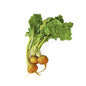 Wholesale Cal-Organic Farms Organic Cal-O Golden Beets- Bulk