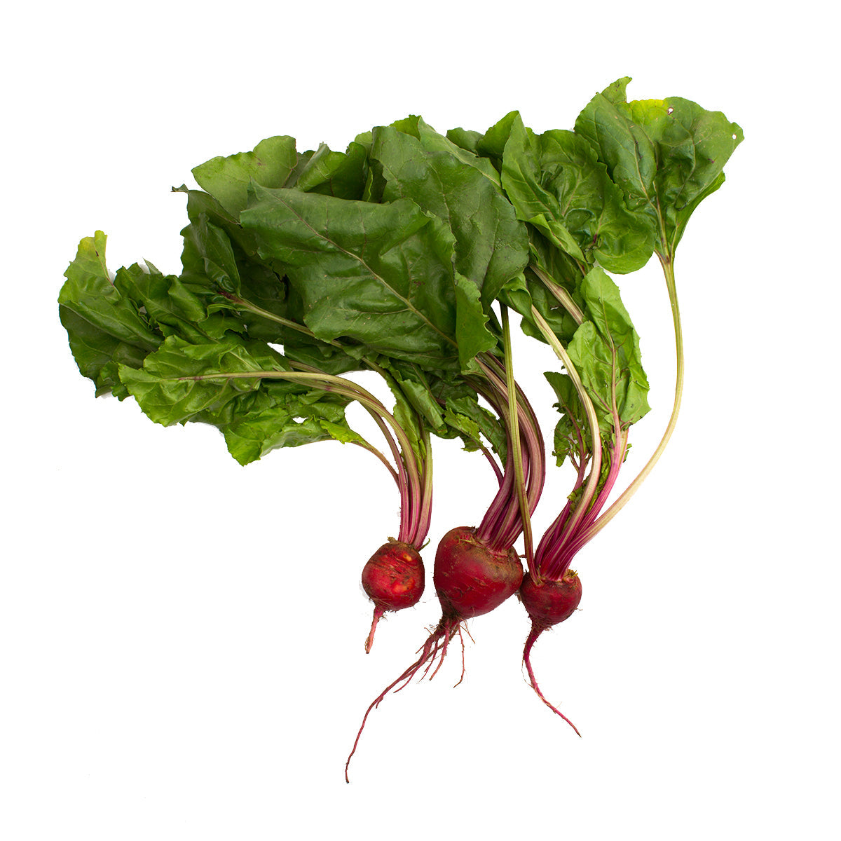 Wholesale BoxNCase Organic Red Beets- Bulk