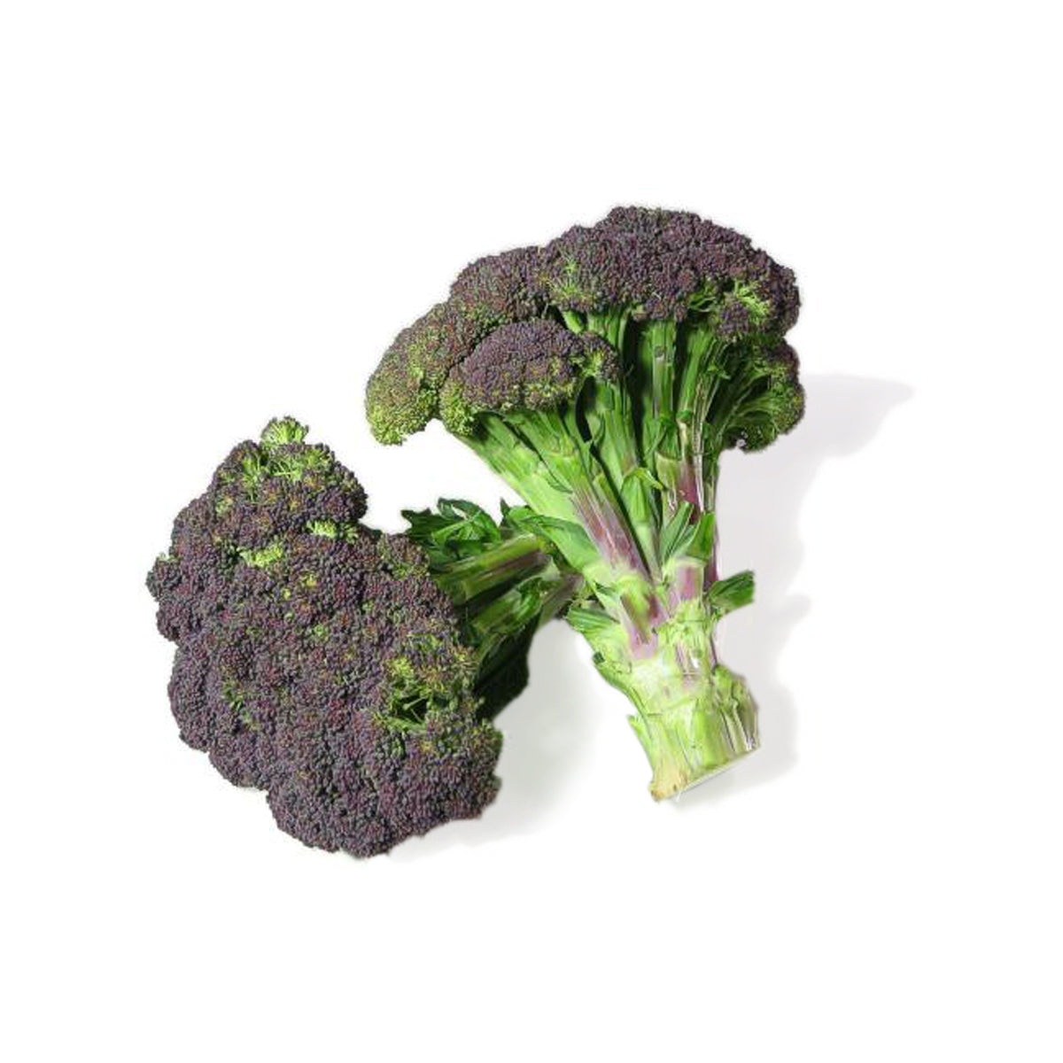 Lancaster Farm Fresh Organic Purple Broccoli