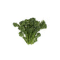 Wholesale BoxNCase Organic Baby Broccolette- Bulk
