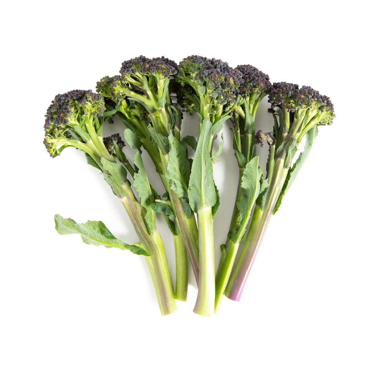 Wholesale BoxNCase Organic Baby Purple Broccolette-18 CT Bulk