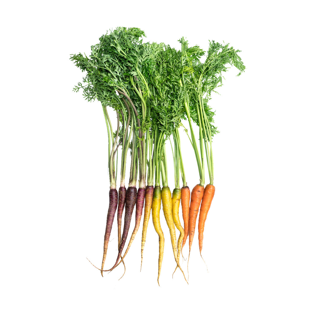 Wholesale Norwich Meadows Farm Organic Mixed Carrots- Bulk