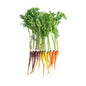 Wholesale Norwich Meadows Farm Organic Mixed Carrots- Bulk