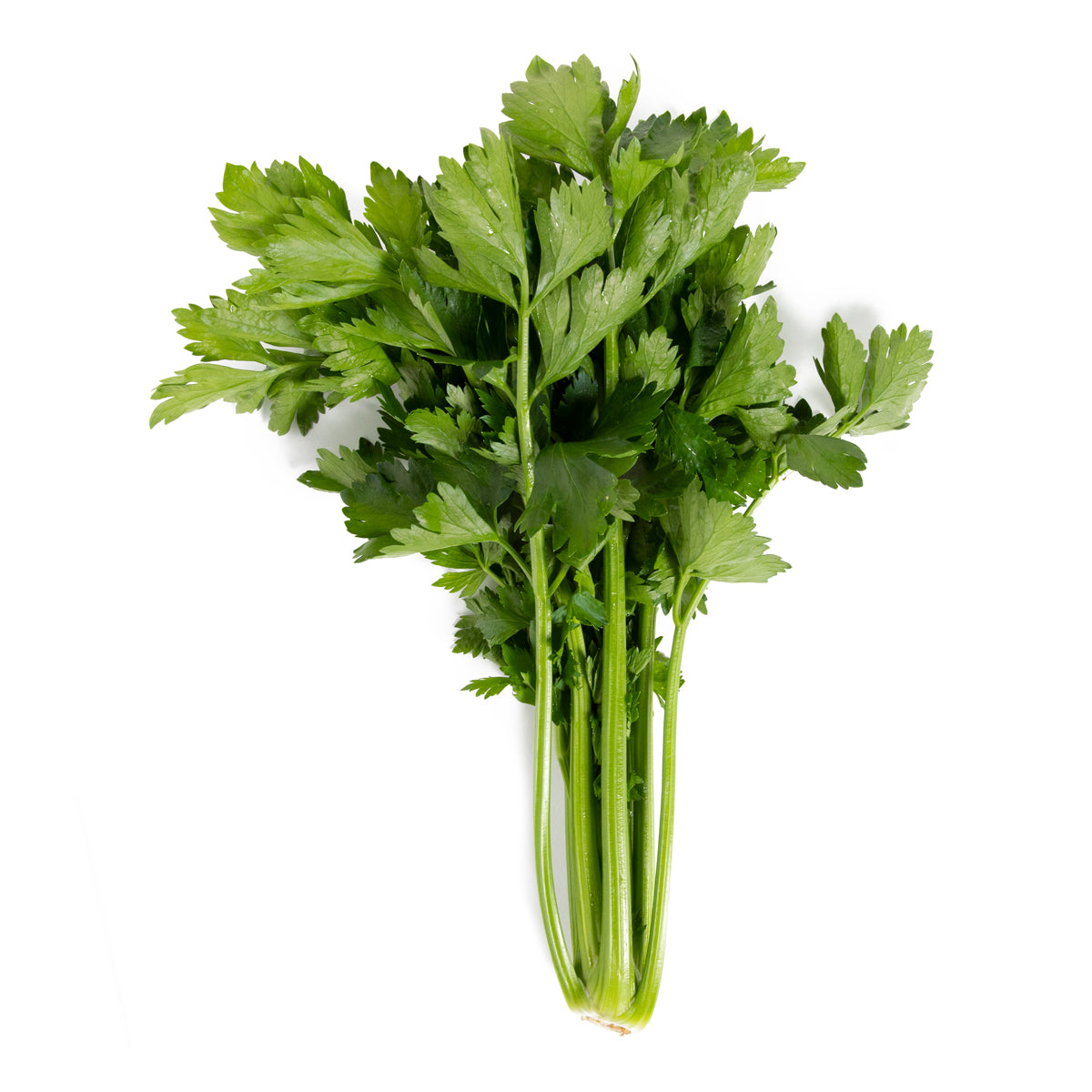 Wholesale Kitchen Garden Farm Organic Celery-12 CT Bulk