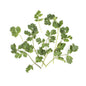 Wholesale Lancaster Farm Fresh Organic Cilantro- Bulk