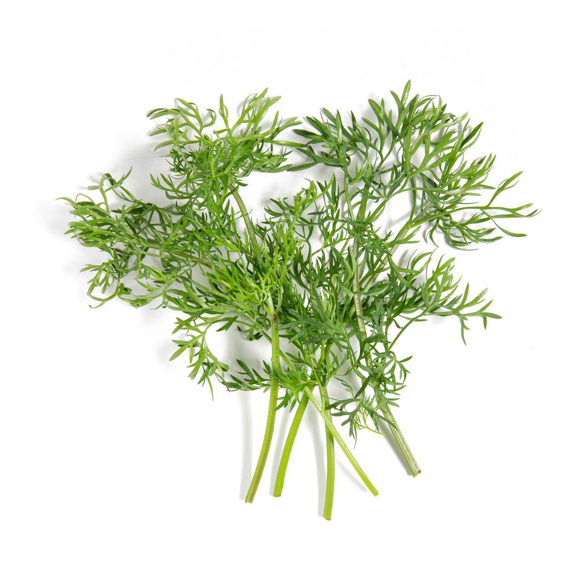 Wholesale Row 7 Seed Company Organic Row 7 Delfino Cilantro- Bulk