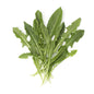 Wholesale Cal-Organic Farms Organic Green Dandelion- Bulk